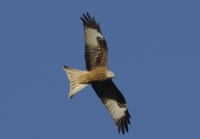 Red Kite Permaculture